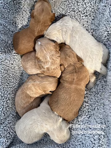 Current Litters | Assiedoodles I Goldendoodles I Cockapoos