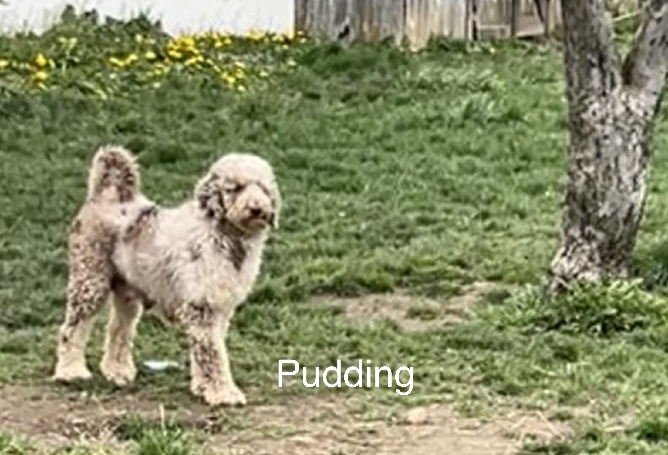 Aussiedoodle breeder